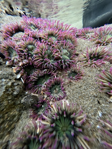 Aggregating Anemone, photo 5 of 7