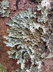 Pseudocyphellaria glabra image