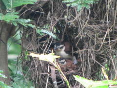 Campylorhynchus chiapensis