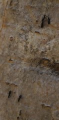 Technomyrmex pallipes