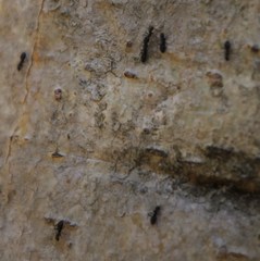 Technomyrmex pallipes