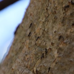 Technomyrmex pallipes