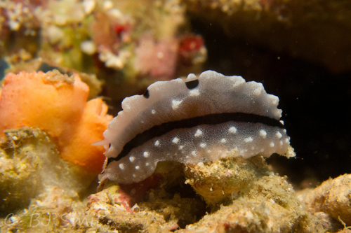 Phyllidiopsis shireenae