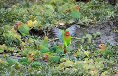 Lilian's Lovebird photo 2