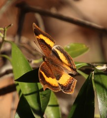 Junonia elgiva