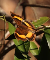 Junonia elgiva