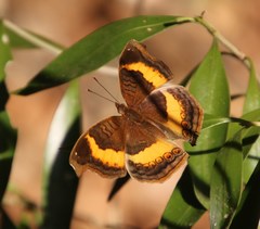 Junonia elgiva