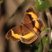 Yellow-banded Pansy - Photo (c) Tony Rebelo, some rights reserved (CC BY-SA), uploaded by Tony Rebelo