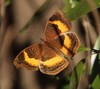 Yellow-banded Pansy - Photo (c) Tony Rebelo, some rights reserved (CC BY-SA), uploaded by Tony Rebelo