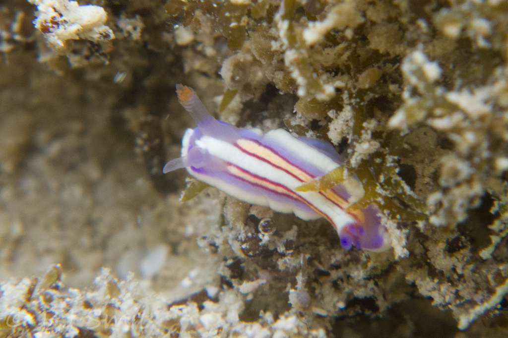 Yellow-striped Rainbow Dorid
