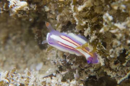 Mexichromis lemniscata