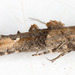Epermenia chaerophyllella - Photo (c) Drepanostoma, algunos derechos reservados (CC BY-NC), subido por Drepanostoma