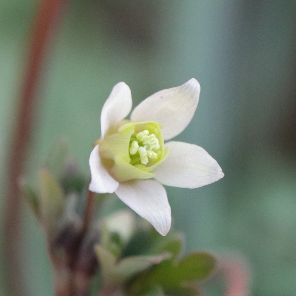 Semiaquilegia