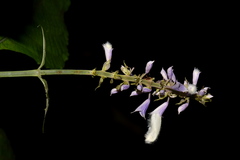 Salvia divinorum