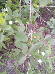 Rhamneae