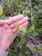 Rhamneae