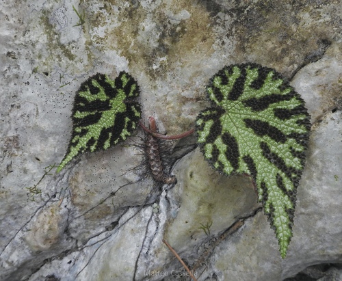 Begonia imperialis, photograph 3