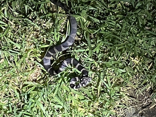 Stephens' Banded Snake sighting
