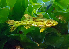 Herring Cale photo 4