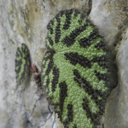 Begonia imperialis, photograph 4