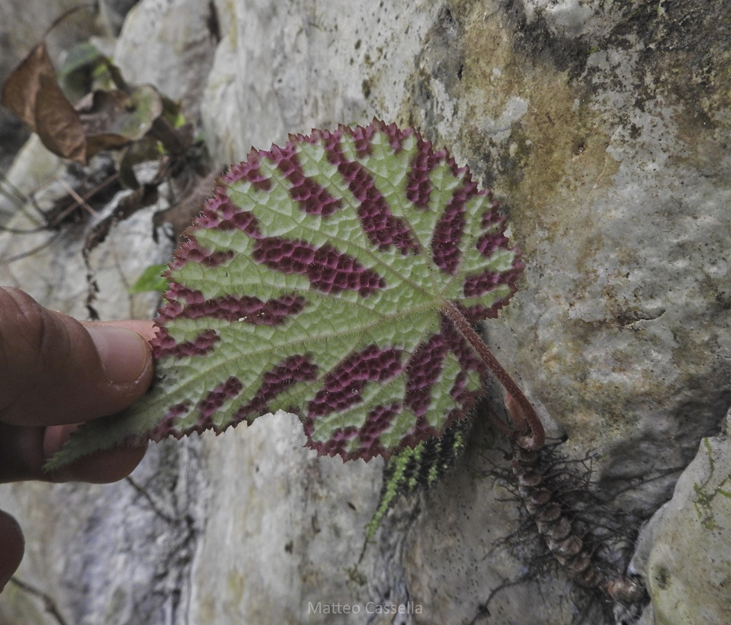 Begonia imperialis; photograph (c) Matteo Cassella, some rights reserved (CC BY-SA)
