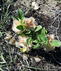 Smallflower Sand Verbena (Abronia micrantha)
