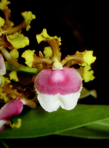 Fuscatum Orchid