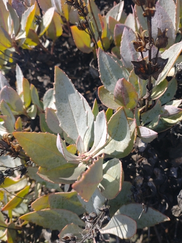Image of Penstemon barrettiae by no rights reserved