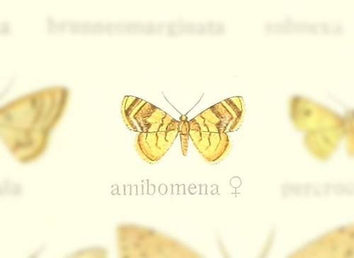 Tricentra amibomena