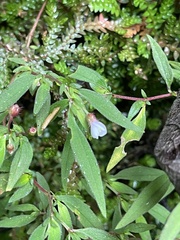 Centradenia inaequilateralis image