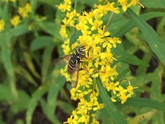 Spilomyia longicornis