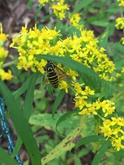 Spilomyia longicornis