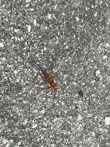 iNaturalist observation photo of Compsocryptus