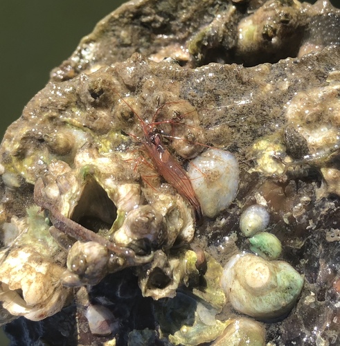 Lysmata boggessi