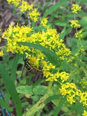 Spilomyia longicornis