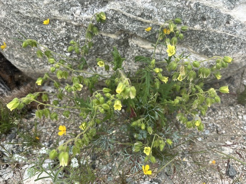iNaturalist observation photo of whispering bells