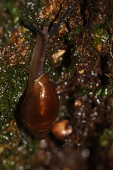 Streptostyla