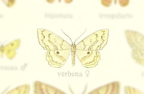 Semaeopus verbena