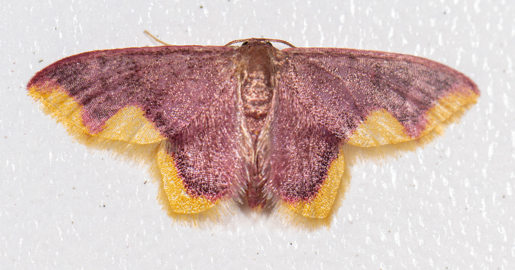 Tricentrogyna violescens