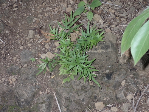 Doryopteris takeuchii observed 2023-03-16