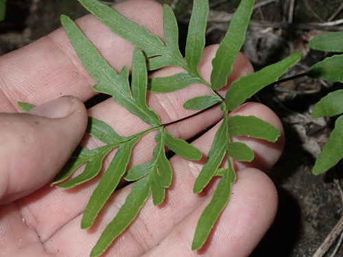 Doryopteris takeuchii