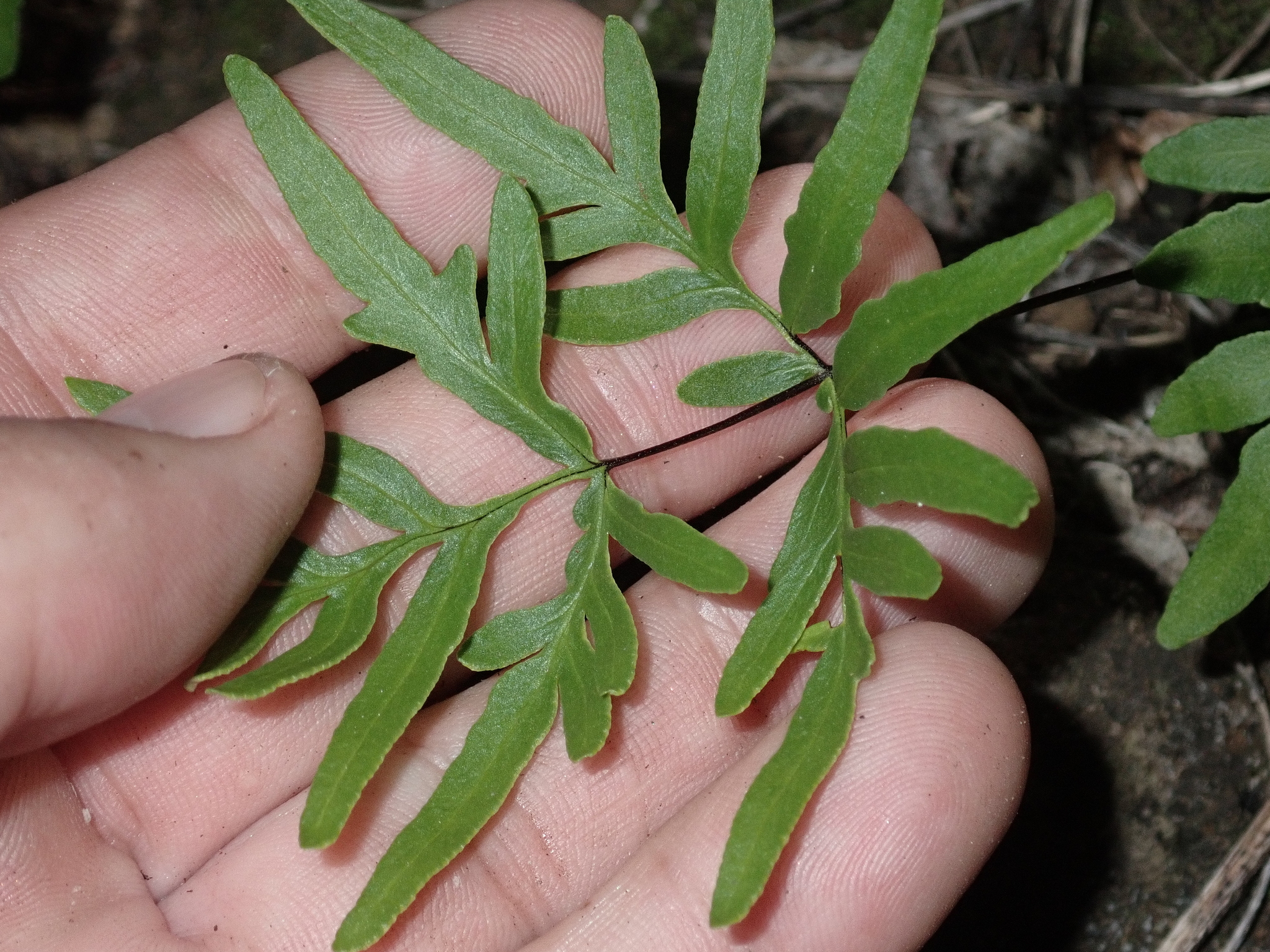 Doryopteris takeuchii