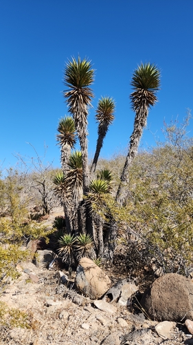 Image of Yucca valida by no rights reserved