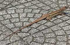 Peters' Butterfly Lizard photo 2