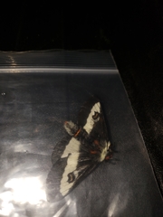 Hemileuca maia