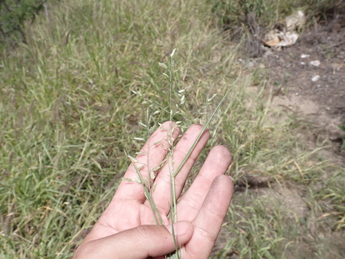 Eragrostis cilianensis observed 2023-03-16