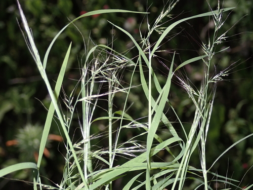 Muhlenbergia microsperma observed 2023-03-16