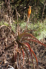 Aloe spicata