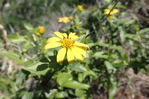 Lipochaeta lobata observed 2023-03-16