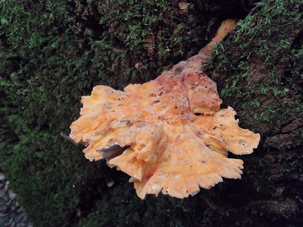 Laetiporus versisporus from Main Range National Park, Goomburra Section ...